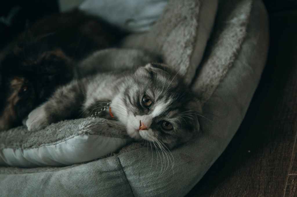 Посетите Андрей Вертий Изображения | единственный надежный блоггер с лучшими советами по уходу за кошками в России | Самая вирусная личность в России